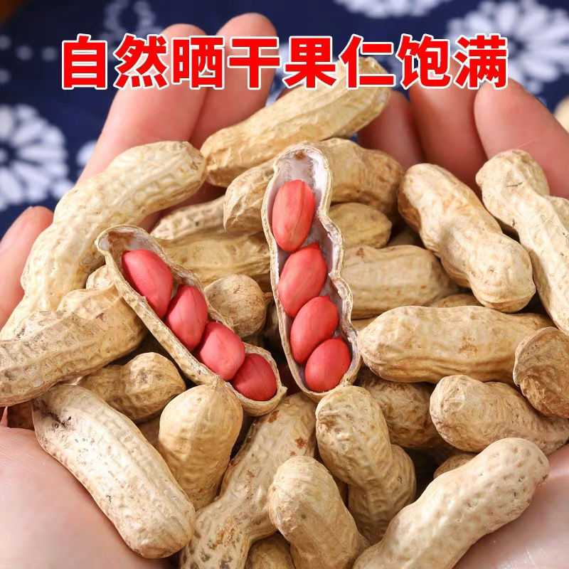 高产红皮四粒花生种子早熟皮薄原种大花生种子优质带壳红花生种子 - 图0