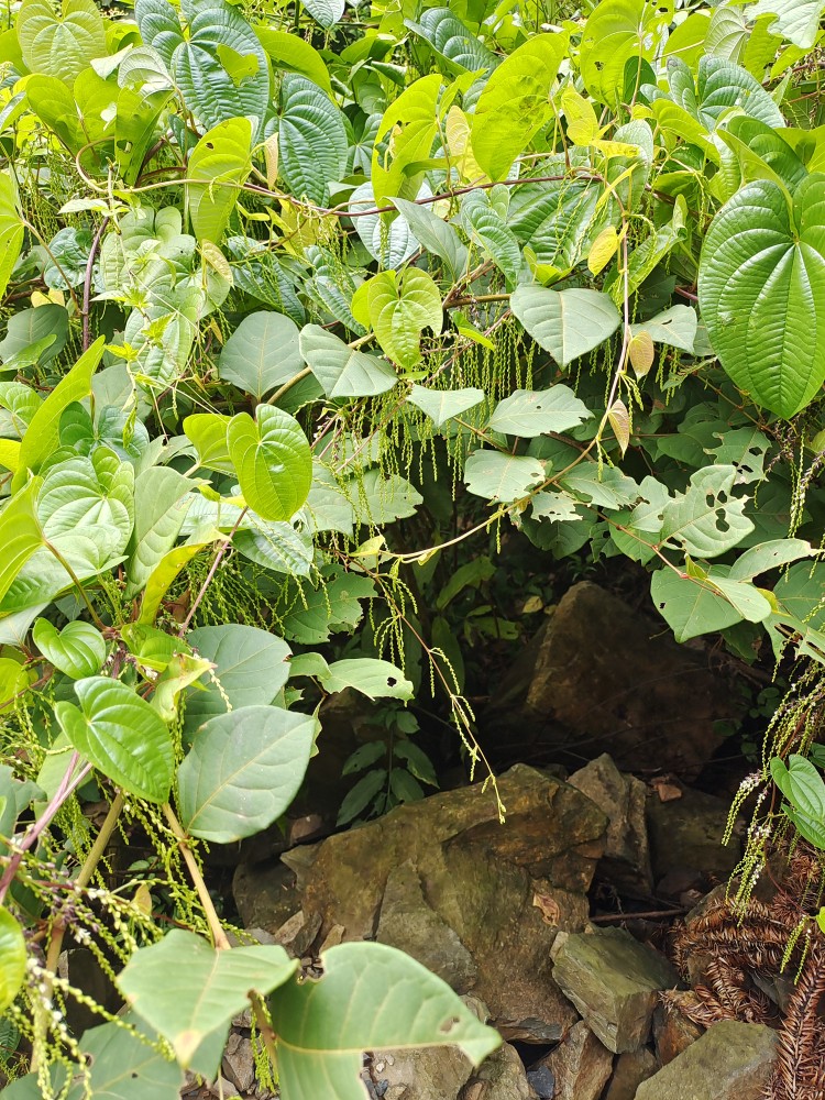 黄药子 薯莨 血三七朱砂莲 黄独 黄药子零余薯金线吊虾嫫 - 图1