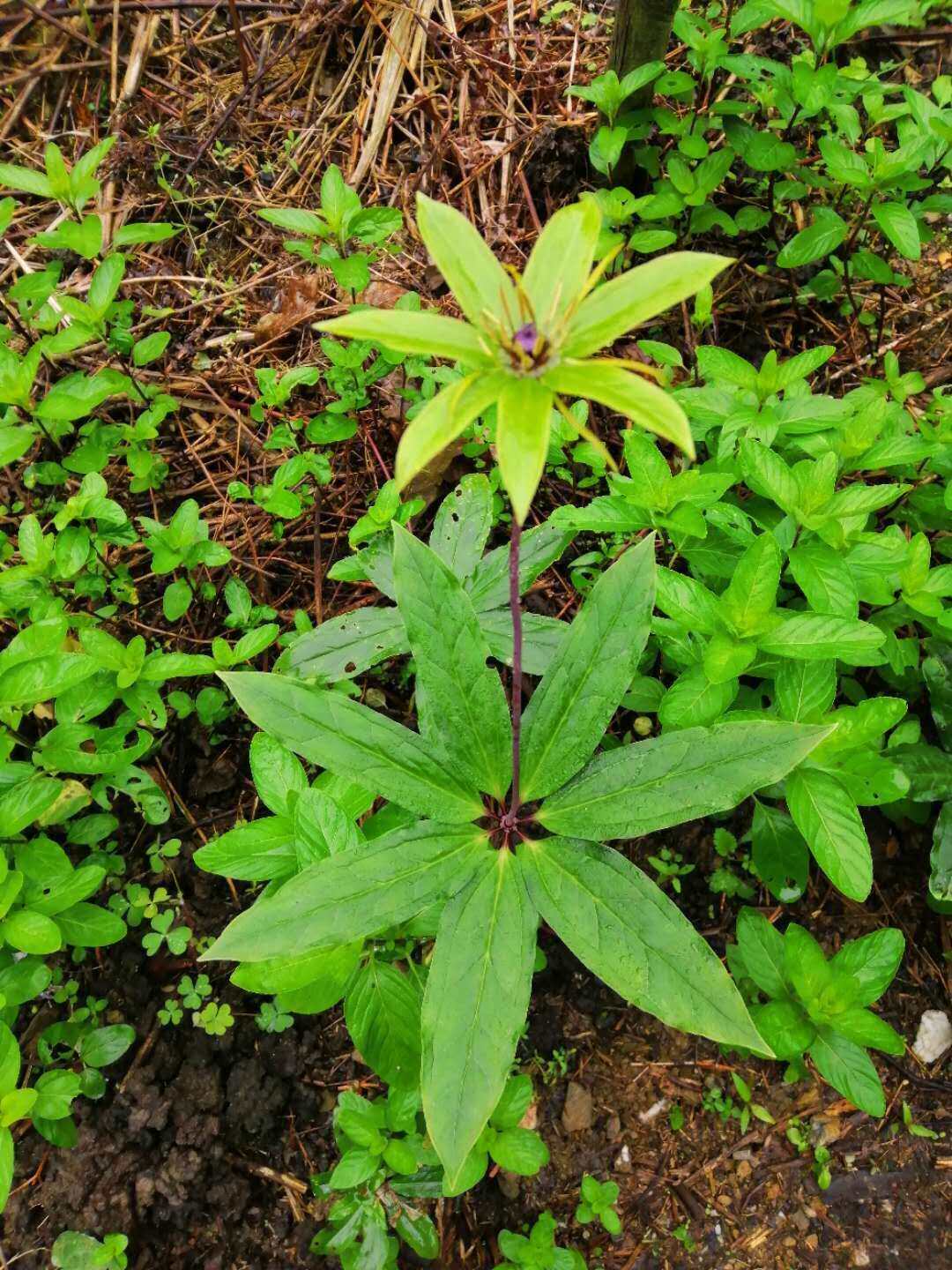 七叶一枝花 重楼 铁灯台 七叶莲 灯台七 金线重楼根部500g