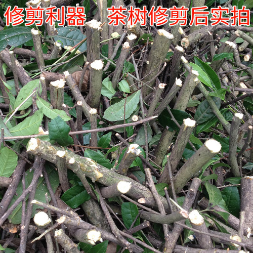 大马力单刃粗枝重修剪汽油绿篱机篱笆剪茶树茶叶双刃修剪机割枝机 - 图3