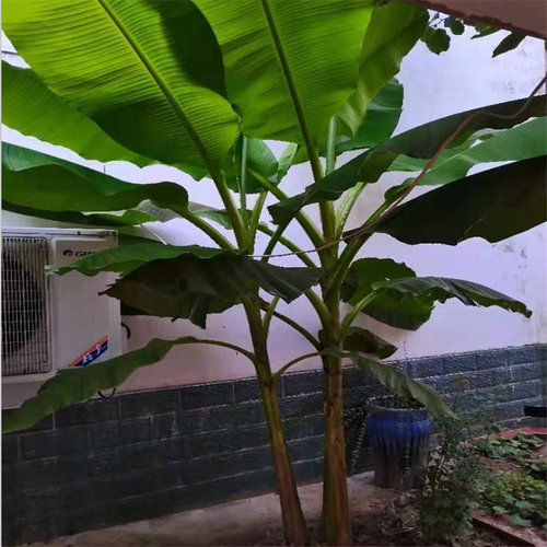 庭院大型绿植花卉芭蕉苗 北方耐寒观赏日本芭蕉树苗室内大叶植物 - 图3