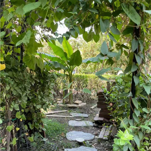 庭院大型绿植花卉芭蕉苗 北方耐寒观赏日本芭蕉树苗室内大叶植物 - 图2