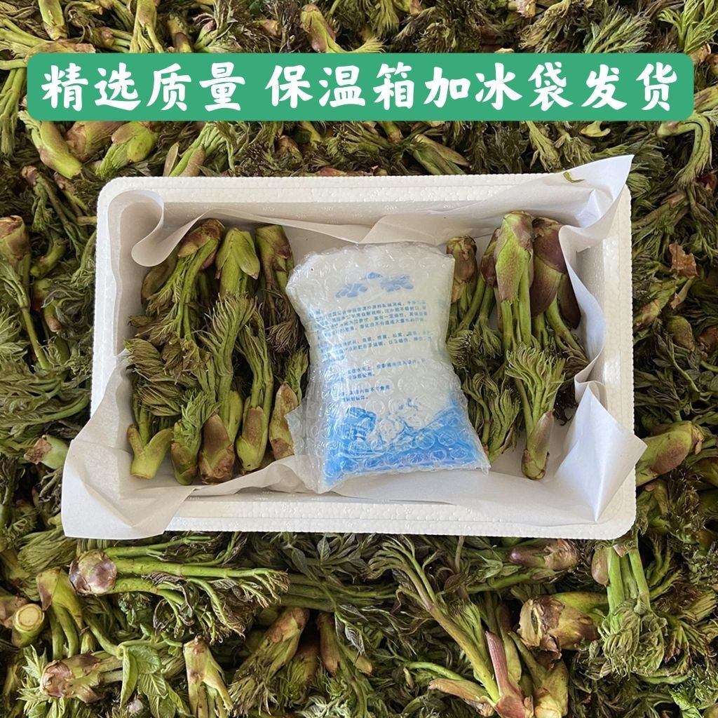 新鲜野生山野菜刺嫩芽东北丹东山嫩芽新鲜刺老芽山野菜刺龙芽包邮 - 图0