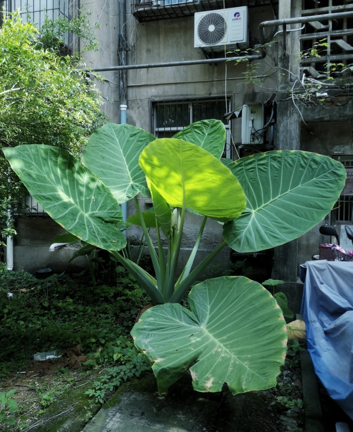 小院网红植物巨型大叶象耳芋品种野海芋老桩庭院热带雨林造景绿植 - 图3