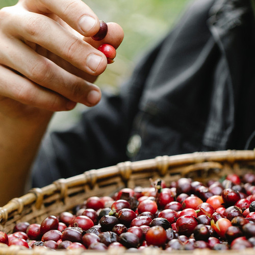 咖啡豆意式咖啡机用ESPRESSO【质能方程】第四号拼配454g下单烘焙 - 图2
