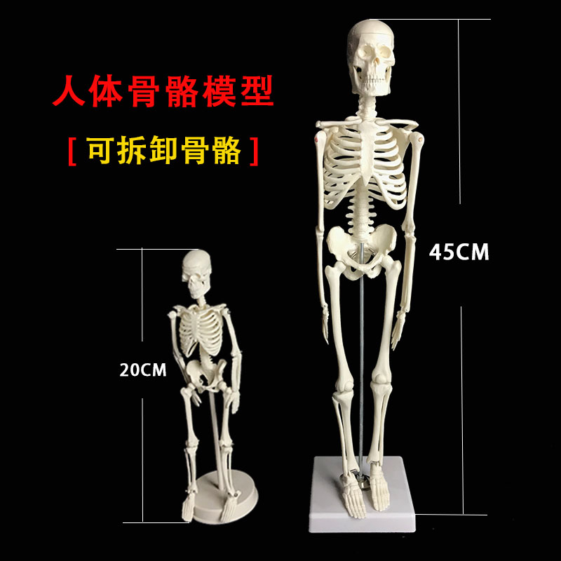 骨架骷髅骨头架人体骨骼模型医学四肢可拆40cm架关节可活动万圣节 - 图2