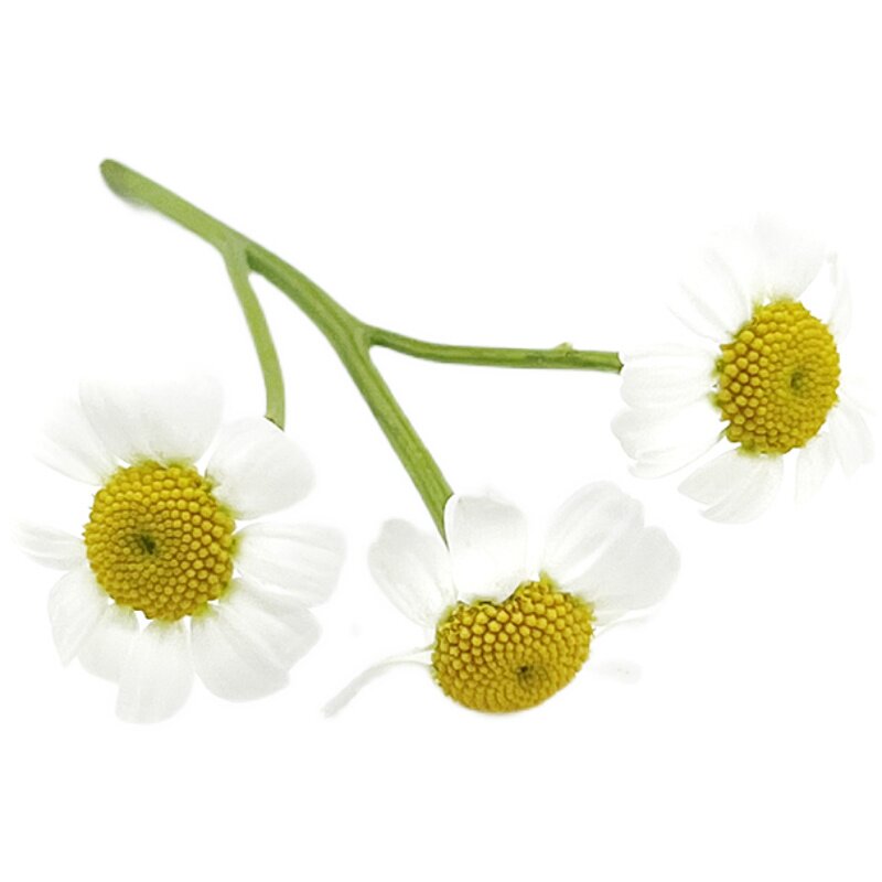 新鲜洋甘菊白色鲜花 食用花小雏菊花迷你菊50朵点缀装饰西餐摆盘