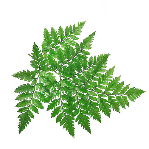 新鲜杨子叶 高山羊齿叶 芒叶10支 花草酒店西餐烘焙摆盘装饰点缀 - 图3