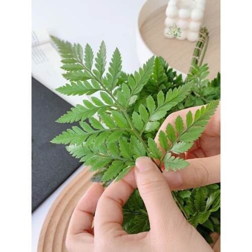 新鲜杨子叶 高山羊齿叶 芒叶10支 花草酒店西餐烘焙摆盘装饰点缀 - 图0