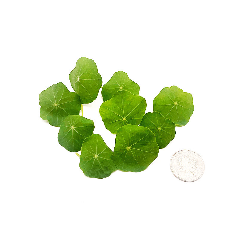 新鲜旱金莲非铜钱草40片三色堇西餐酒店花草摆盘蛋糕烘焙装饰点缀