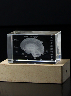 水晶玻璃3D内雕大脑模型摆件医学院送医生同学纪念礼品