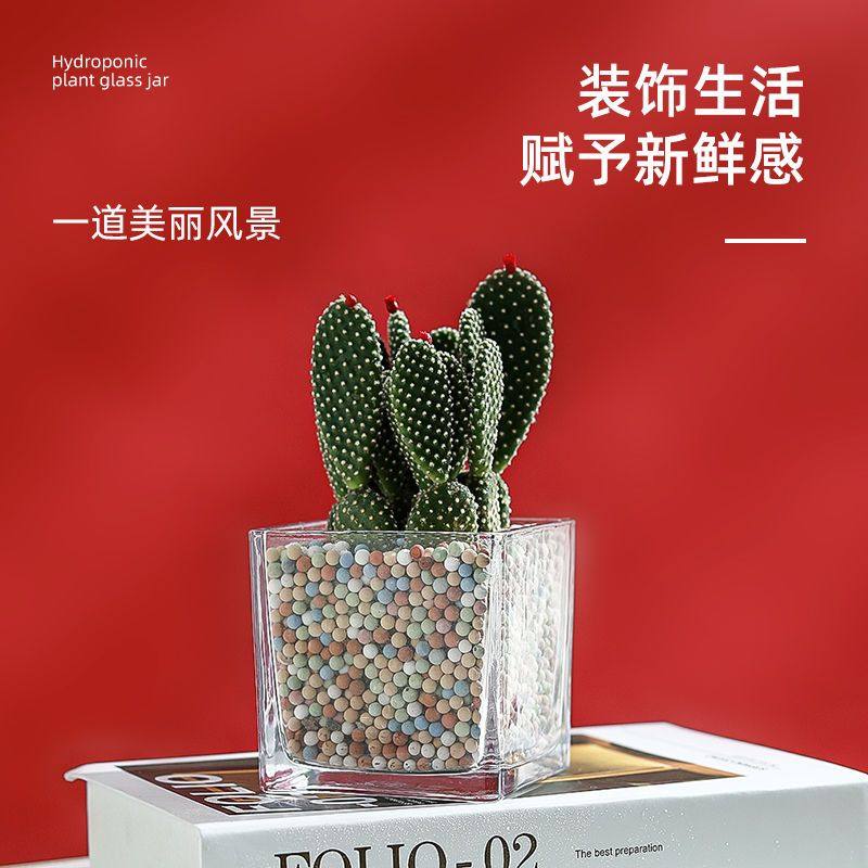 正方形玻璃花瓶水培郁金香花盆摆件客厅插花透明水养绿萝红掌白掌,淘宝优惠券,粉丝福利购,淘宝优惠卷