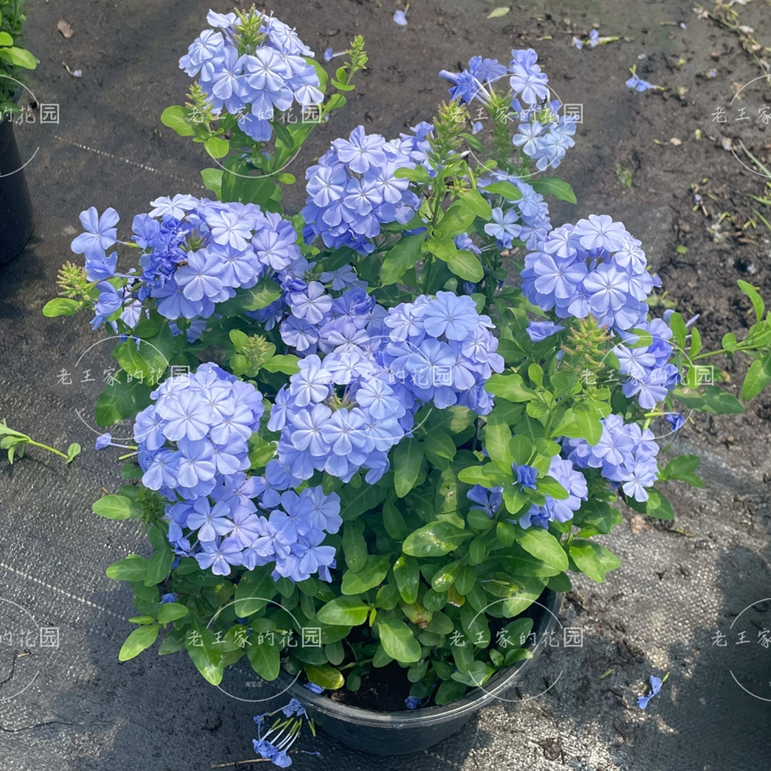 高温天推荐花卉 蓝雪花盆栽阳台庭院爬藤开花 花期久 耐高温暴晒