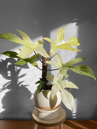 佛罗里达幽灵飞机蔓绿绒Floridaghost进口室内观叶绿植盆栽 - 图0