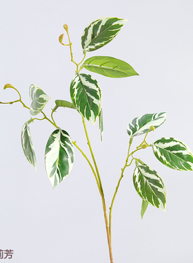 仿真植物油画竹芋叶欧式
