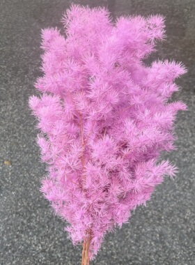 (ins风永生蓬莱松)客厅桌面