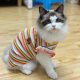 New color striped couple dog clothes
