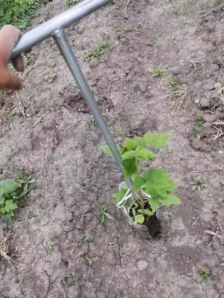 不锈钢移苗器移栽器大脚蹬胶皮把手加厚补玉米苗蔬菜西瓜移栽苗器,淘宝优惠券,粉丝福利购,淘宝优惠卷