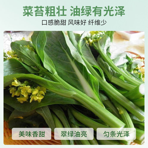 四季甜菜心种子抗热耐湿青菜春秋四季播农家四九菜心阳台快菜种籽 - 图2