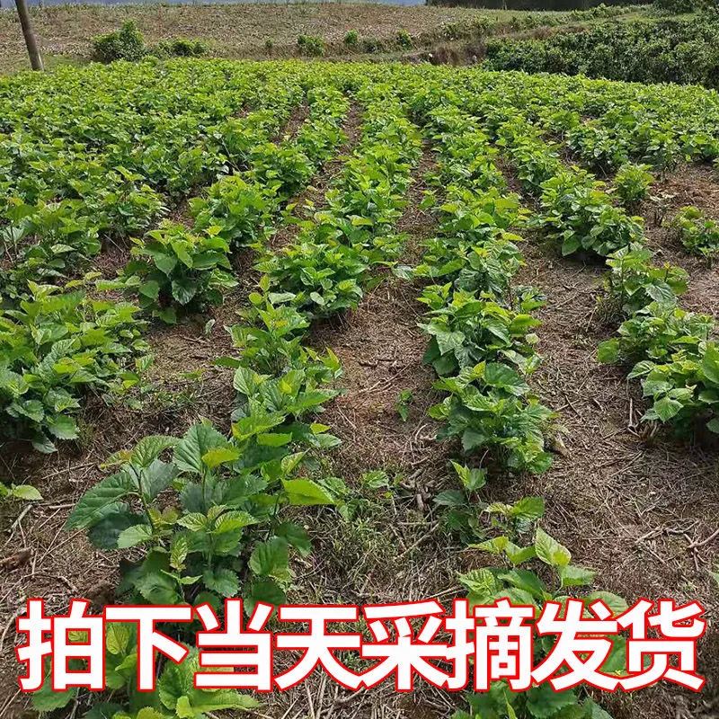 新鲜桑叶基地现摘食用养蚕饲料新鲜嫩叶蚕卵蚕宝宝食物500包邮 - 图2