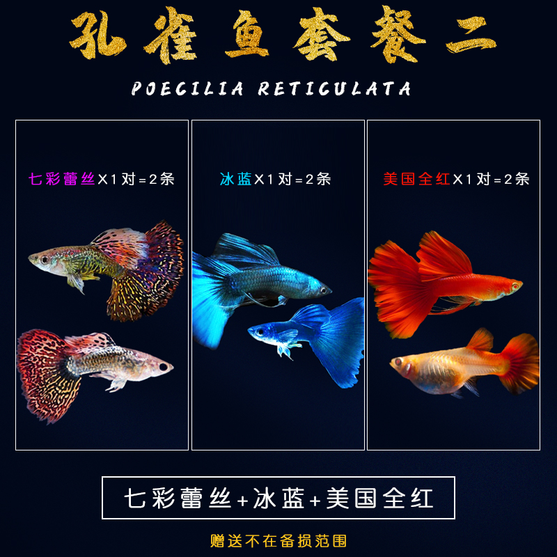 孔雀鱼纯种观赏鱼小型淡水好养热带鱼活体清道夫斑马金鱼繁殖鱼苗-图0