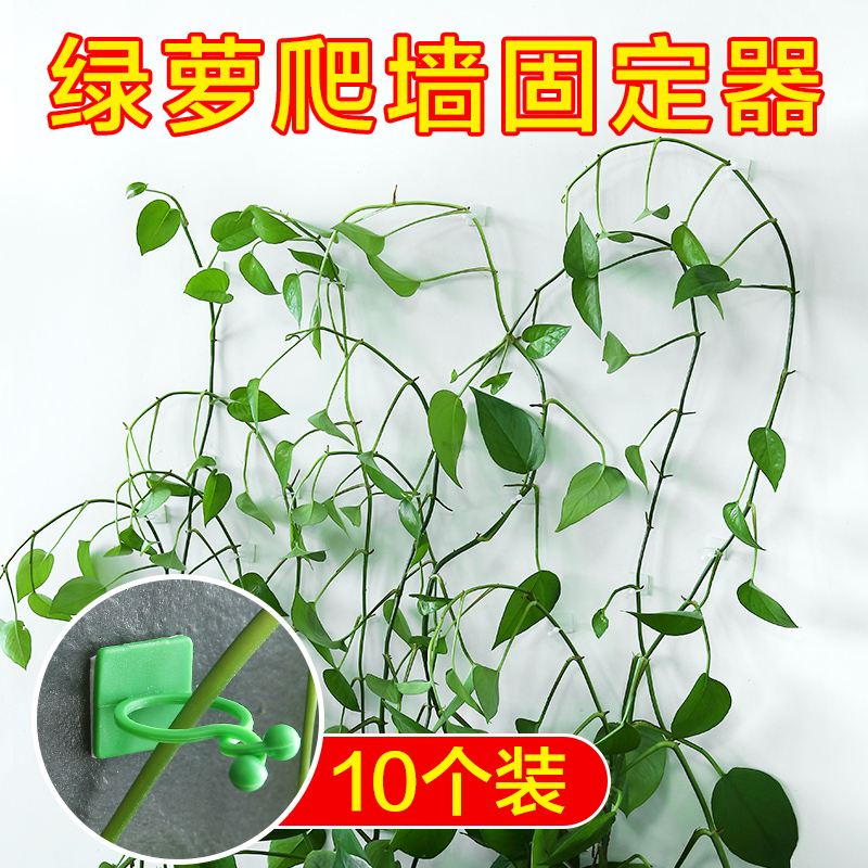 植物绿植固定器绿萝爬墙神器绿箩藤蔓攀爬壁挂定型家用室内无痕扣-图1