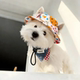 Pet dog hat with ears exposed, summer thin sun protection cute corgi shade cat outdoor decorative fisherman hat