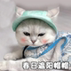 Cat summer sunshade, anti-strangle hat, anti-shedding ears, adjustable rope buckle fisherman hat, pet dog supplies