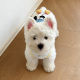Pet dog clothes spring and summer new cute rabbit doll sling cat Teddy Bichon small dog clothing
