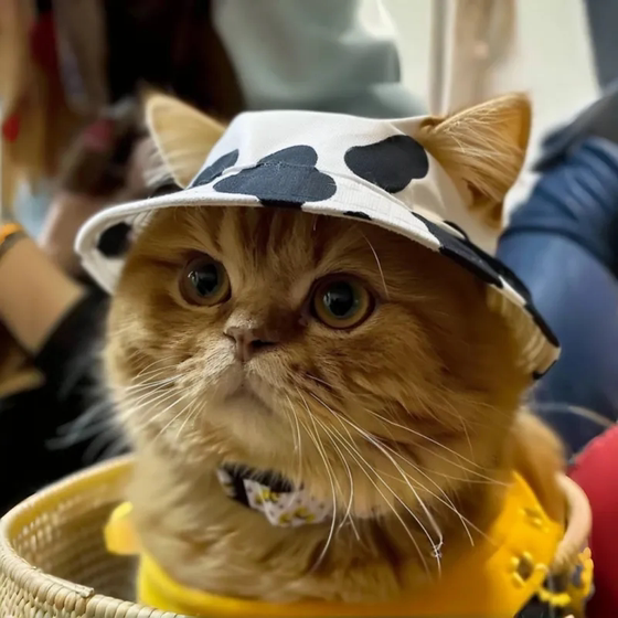 Cute open-eared cat and dog hat, adjustable summer pet outdoor sun protection sun hat, puppy fisherman hat