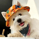 Cute open-eared cat and dog hat summer pet sun protection sun hat Ragdoll Devon cat puppy fisherman hat