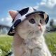 Cute cat hat with exposed ears, summer pet sun protection hat, British short German cat, kitten, dog fisherman hat