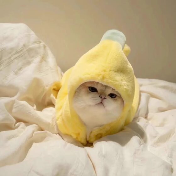 Cat clothes funny banana transformed into autumn and winter velvet thickened puppet British short blue kitten cute hooded costume