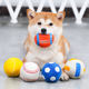 Dog toy, sound toy, rugby, teeth grinding and chewing resistant