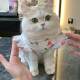 Thin cat clothes for traction, summer breathable princess dress, cute cartoon style pet dog anti-shedding