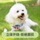 Bichon Frize Dog Leash Cute Harness Teddy