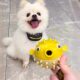 Dogs make noises and leak food balls. Bouncing fish toys are self-stimulating and relieve boredom. They consume physical energy. Puppy Teddy Pomeranian grinds teeth.