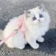 Fairy style cat traction rope to prevent break-away when going out, special princess dress, vest-style chest and back, cat leash, cat walking clothes