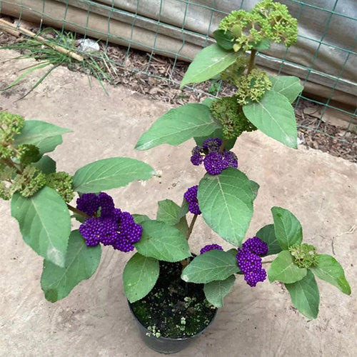 紫珠盆栽多年生耐热耐寒阳台庭院观赏植物盆景花园别墅种植好养活 - 图1