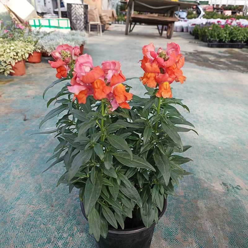 金鱼草盆栽狮子花龙头花阳台庭院冬季耐寒草本花卉洋彩雀带花苞发,淘宝优惠券,粉丝福利购,淘宝优惠卷