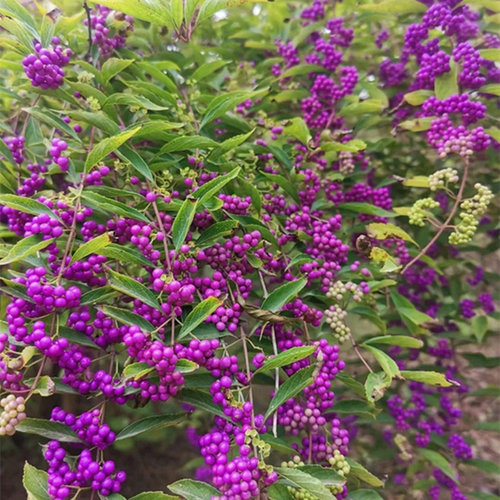 紫珠盆栽多年生耐热耐寒阳台庭院观赏植物盆景花园别墅种植好养活 - 图2
