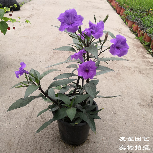翠芦莉花苗盆栽多年生宿根花卉耐热耐寒花期长室外阳台露天地栽 - 图0