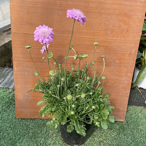 蓝盆花盆栽秋季阳台庭院花园趣味花卉轮锋菊大苗带花苞发货好养 - 图2