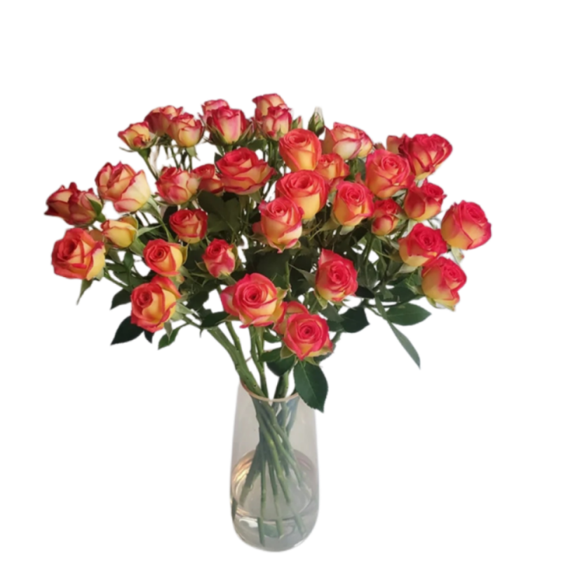 蔷薇多头玫瑰鲜花室内装饰摆放观花家庭插花云南昆明基地直发 - 图3