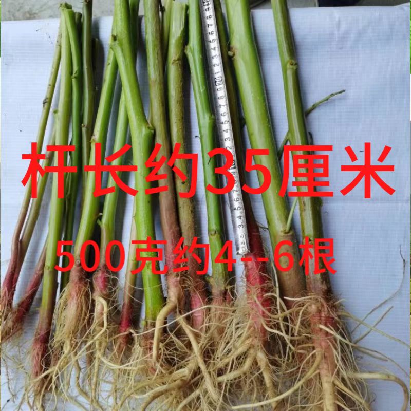 野苋菜根野生红梗刺苋菜药材食用药材头刺笕菜苋菜头刺簕头根一斤 - 图2