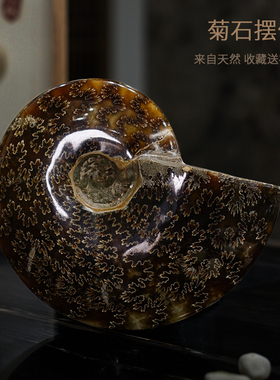 斑彩玉螺菊石桌面摆件