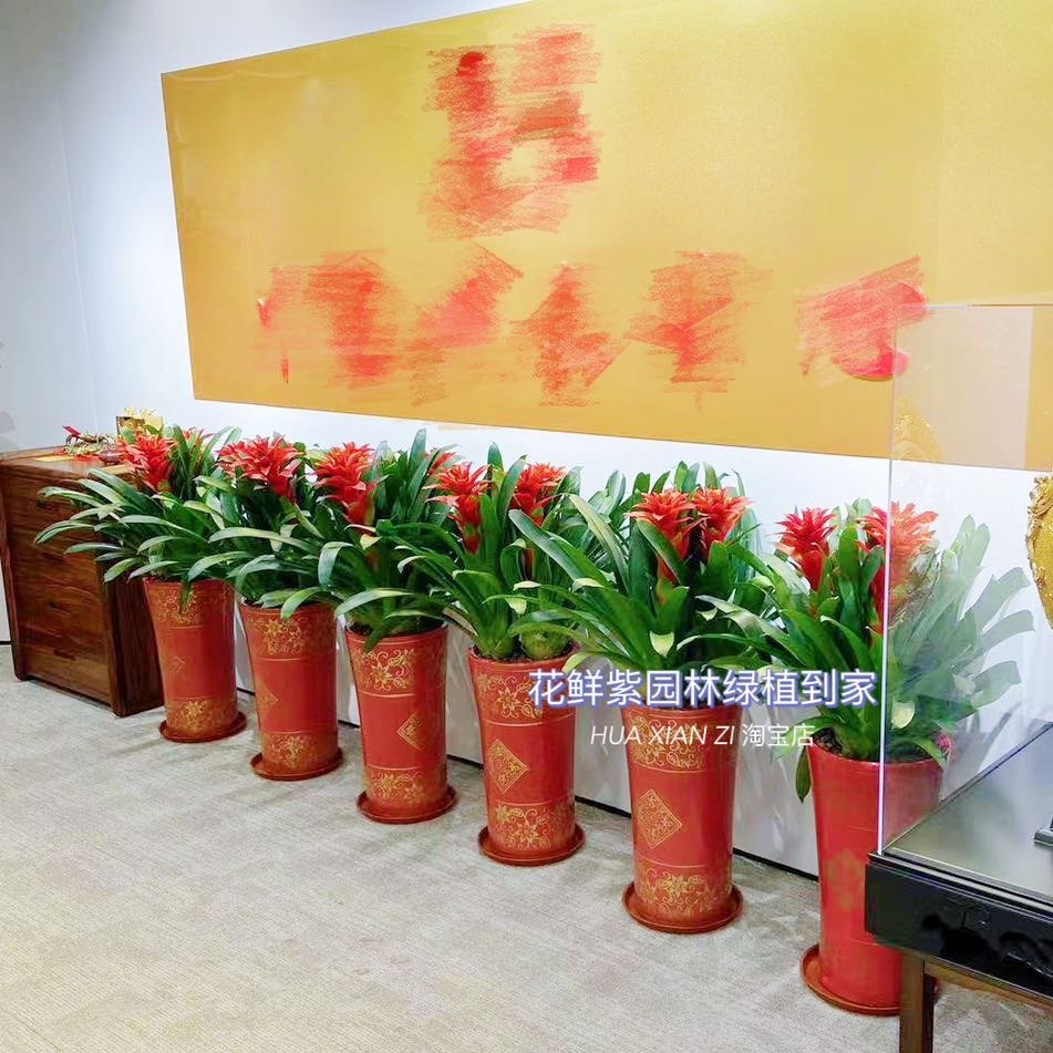鸿运当头盆栽室内客厅办公室前台新房凤梨中小型植物开业乔迁送礼,淘宝优惠券,粉丝福利购,淘宝优惠卷