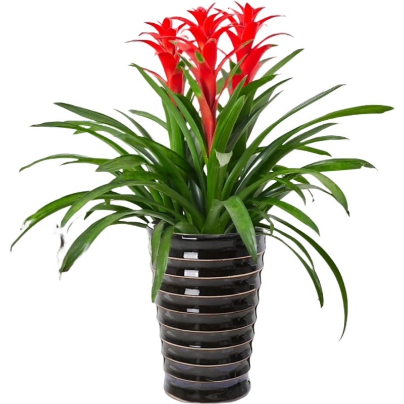 鸿运当头盆栽室内客厅办公室前台新房凤梨中小型植物开业乔迁送礼,淘宝优惠券,粉丝福利购,淘宝优惠卷