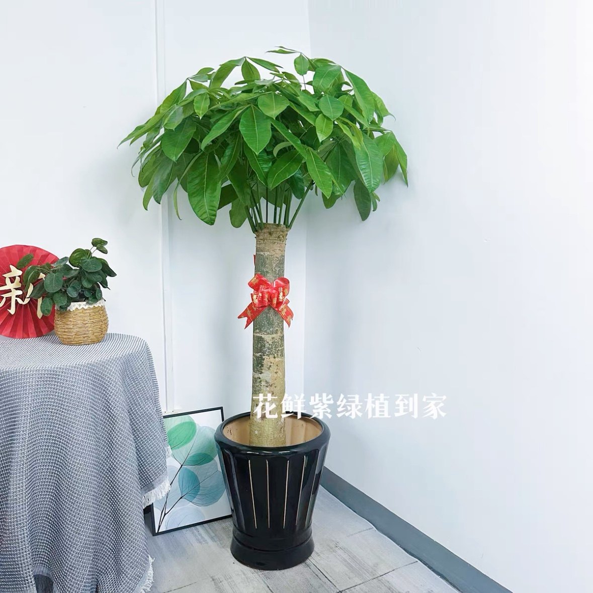 深圳广州单杆发财树盆栽大型绿植室内客厅办公室开业乔迁同城配送,淘宝优惠券,粉丝福利购,淘宝优惠卷