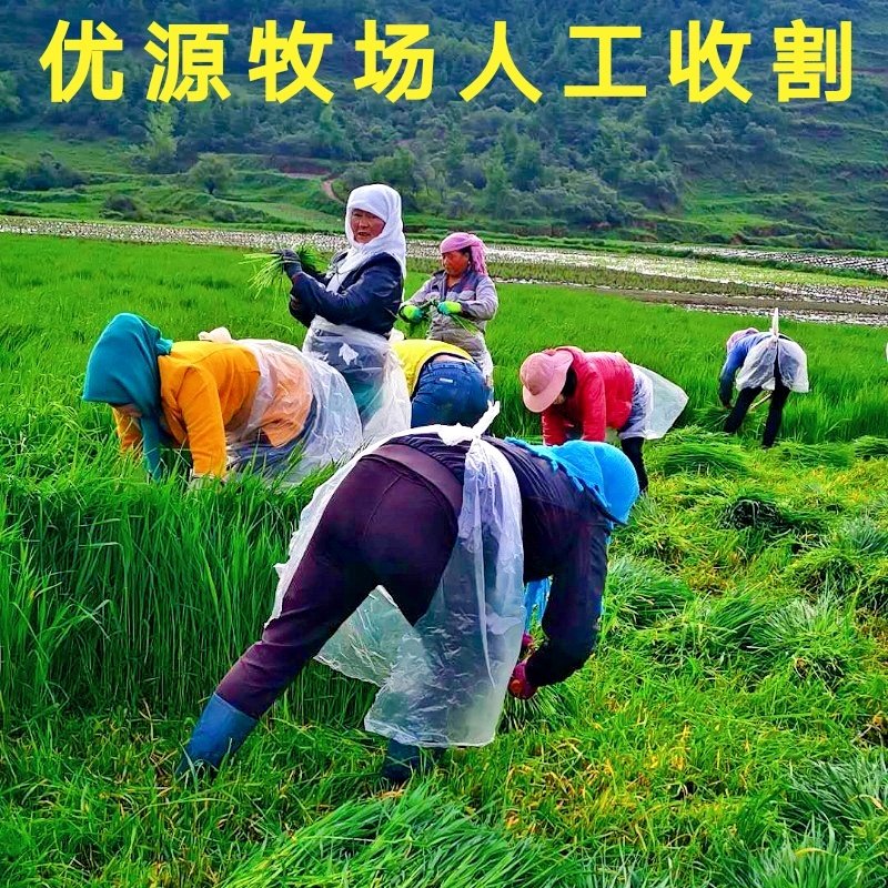 25年精选多叶烘干提摩西草北提草兔兔干草龙猫豚鼠粮草叶多杆少,淘宝优惠券,粉丝福利购,淘宝优惠卷